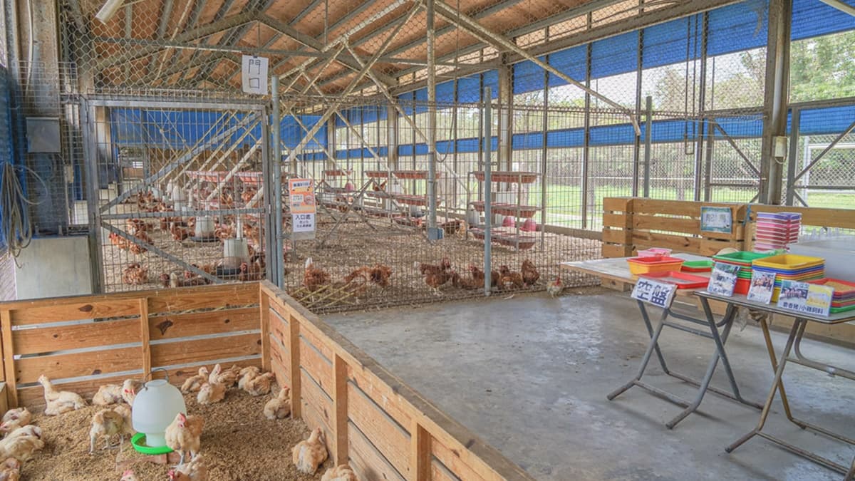 彰化「親子農場」100元玩到飽!免費拿飼料餵鴕鳥、小雞,消暑再衝氣墊水樂園 彰化「親子農場」100元玩到飽!免費拿飼料餵鴕鳥、小雞,消暑再衝氣墊水樂園