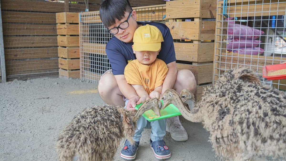 彰化「親子農場」100元玩到飽!免費拿飼料餵鴕鳥、小雞,消暑再衝氣墊水樂園 彰化「親子農場」100元玩到飽!免費拿飼料餵鴕鳥、小雞,消暑再衝氣墊水樂園