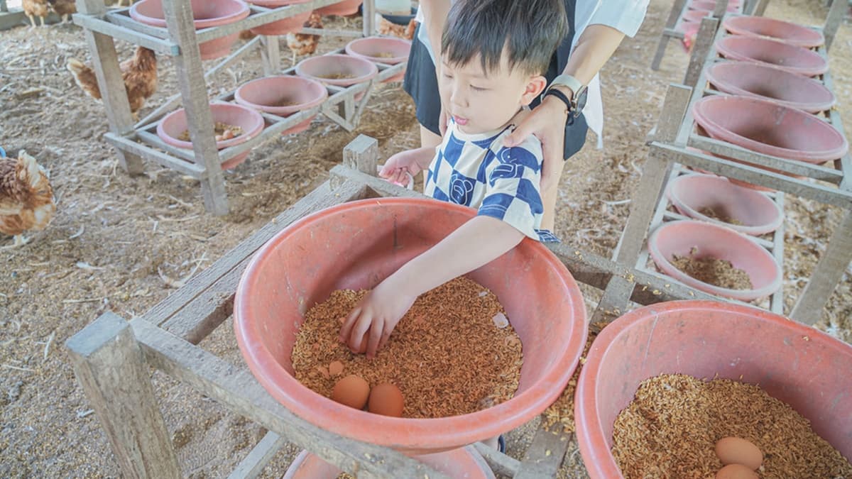 彰化「親子農場」100元玩到飽!免費拿飼料餵鴕鳥、小雞,消暑再衝氣墊水樂園 彰化「親子農場」100元玩到飽!免費拿飼料餵鴕鳥、小雞,消暑再衝氣墊水樂園