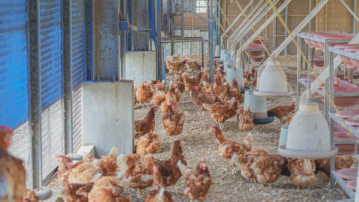 彰化「親子農場」100元玩到飽!免費拿飼料餵鴕鳥、小雞,消暑再衝氣墊水樂園 彰化「親子農場」100元玩到飽!免費拿飼料餵鴕鳥、小雞,消暑再衝氣墊水樂園