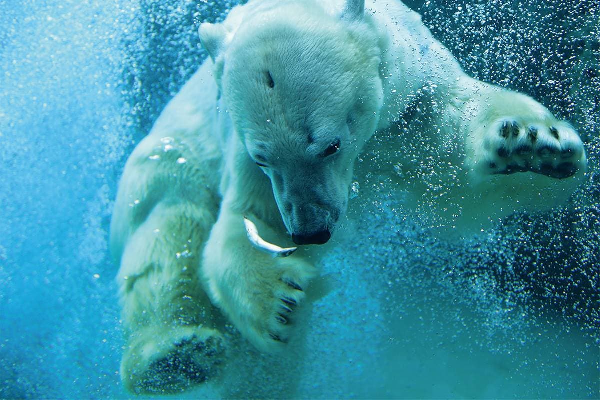 不只「企鵝散步秀」!2023北海道動物園四季攻略:河馬跳水、冬天看雪燈 不只「企鵝散步秀」!2023北海道動物園四季攻略:河馬跳水、冬天看雪燈