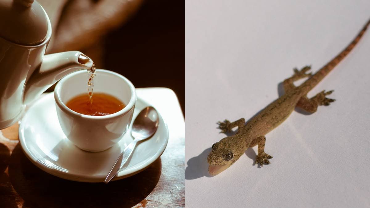 你家牆角常見的「這動物」可以拿來算命!體驗者親曝:「1情況」暗示有財運