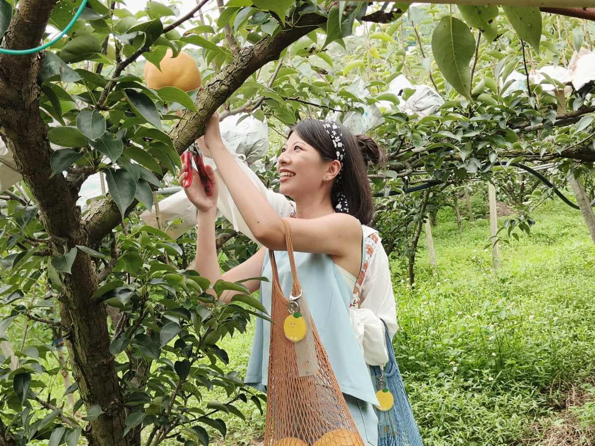好想抱緊處理啊!350公分「厭世水梨」圓滾滾模樣萌翻台中,9月前快來拍爆 好想抱緊處理啊!350公分「厭世水梨」圓滾滾模樣萌翻台中,9月前快來拍爆