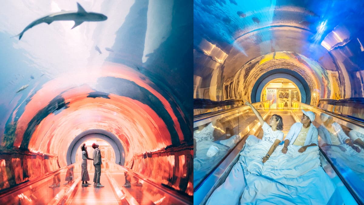 與小鯊魚、海豹一起入眠!七夕夜宿「最美水族館」,留言抽「免費再住1晚」