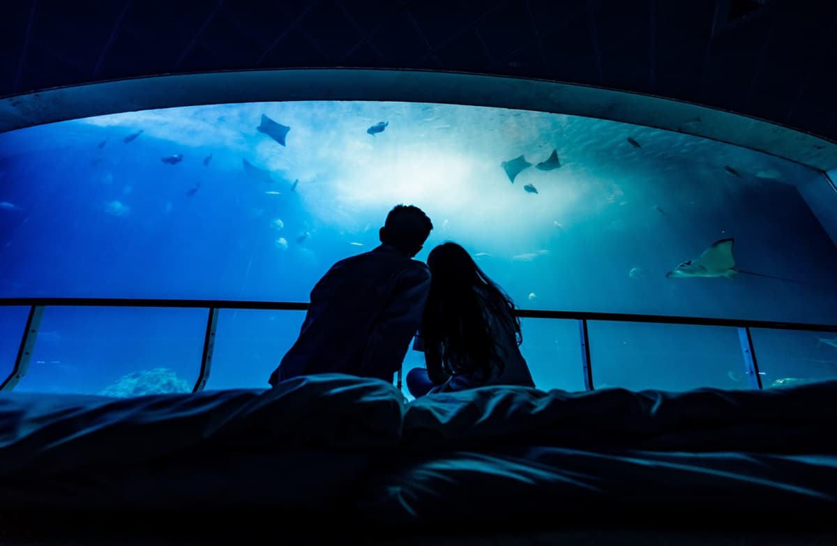 與小鯊魚、海豹一起入眠!七夕夜宿「最美水族館」,留言抽「免費再住1晚」 與小鯊魚、海豹一起入眠!七夕夜宿「最美水族館」,留言抽「免費再住1晚」