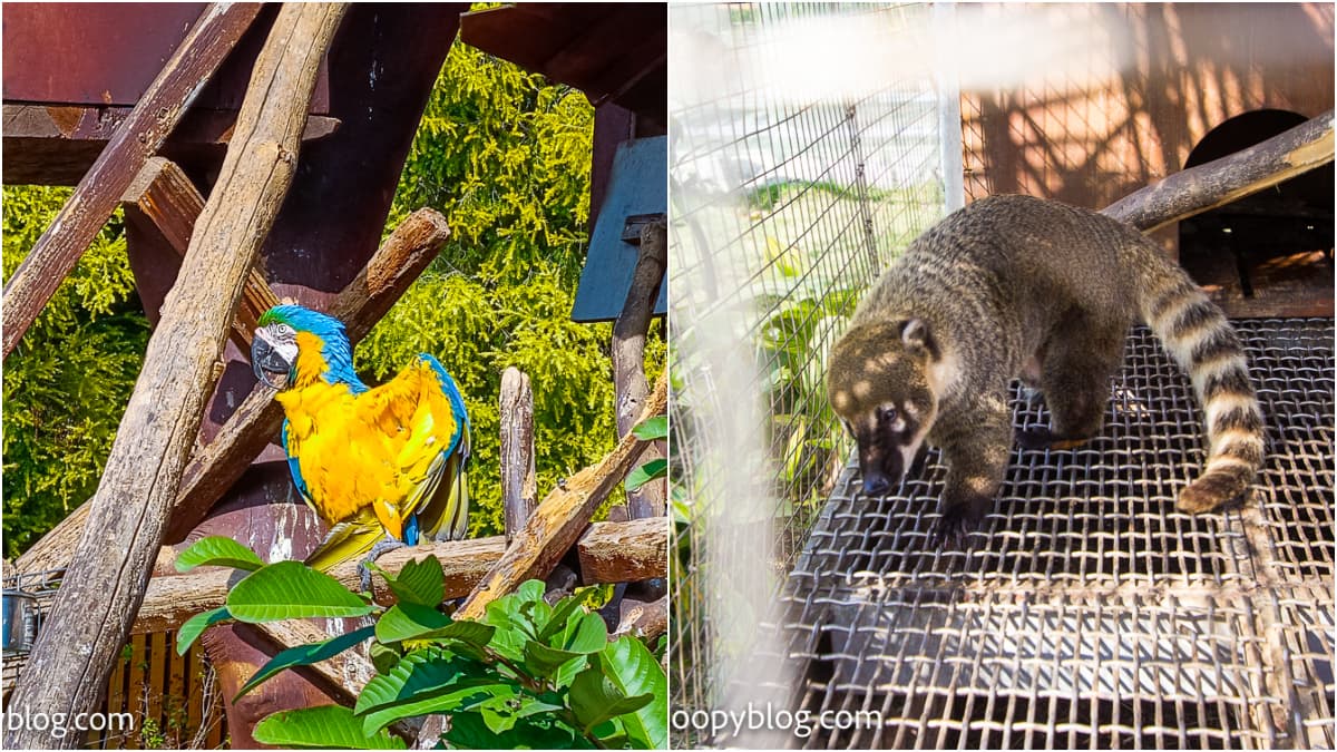 最低50元玩翻!嘉義「高CP值農場」近距離賞30種動物,電動車、滑草區超放電 最低50元玩翻!嘉義「高CP值農場」近距離賞30種動物,電動車、滑草區超放電