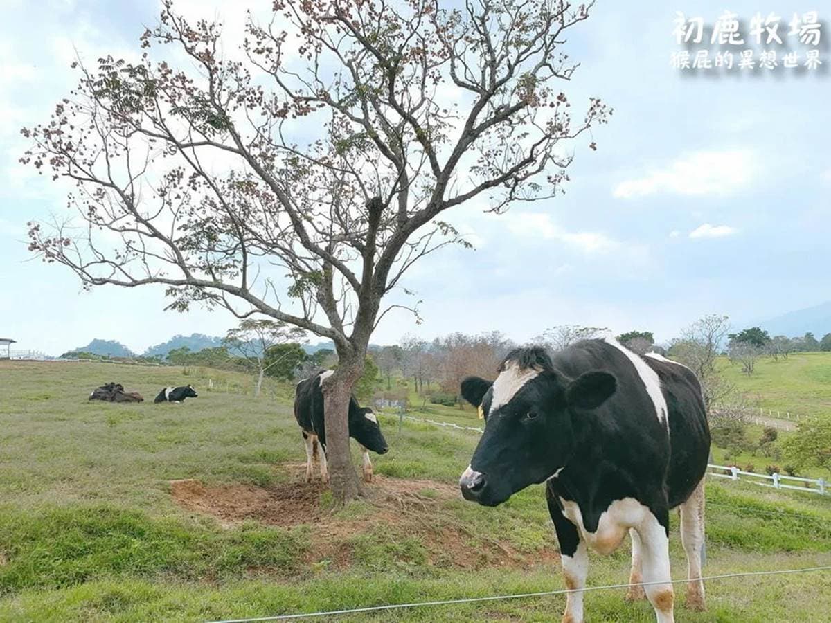 抓住暑假尾巴!花東7放電系「親子景點」:免門票農場、全台最大海盜船公園 抓住暑假尾巴!花東7放電系「親子景點」:免門票農場、全台最大海盜船公園