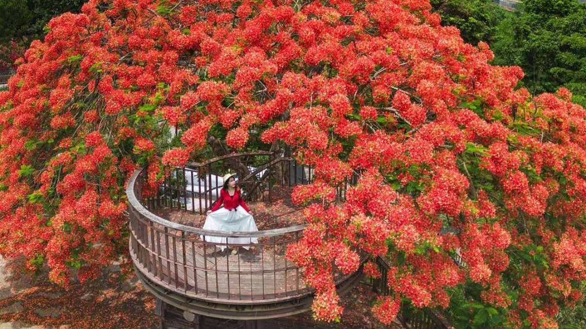 嘉義最美鳳凰花祕境!「爆炸花海+樹屋平台」刷爆IG,6月前快來免費拍爆