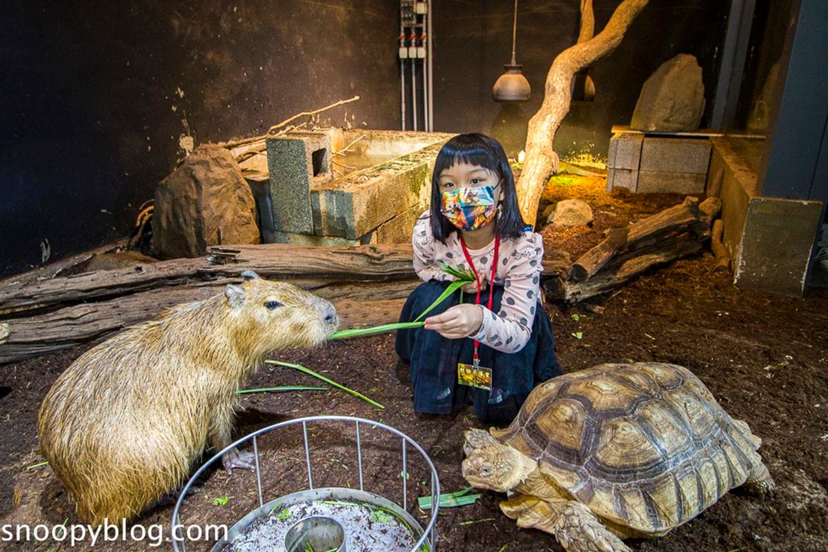 不只六福村!新竹必訪6室內景點:全台最大「乾式溫泉」、隱藏版迷你動物園 不只六福村!新竹必訪6室內景點:全台最大「乾式溫泉」、隱藏版迷你動物園