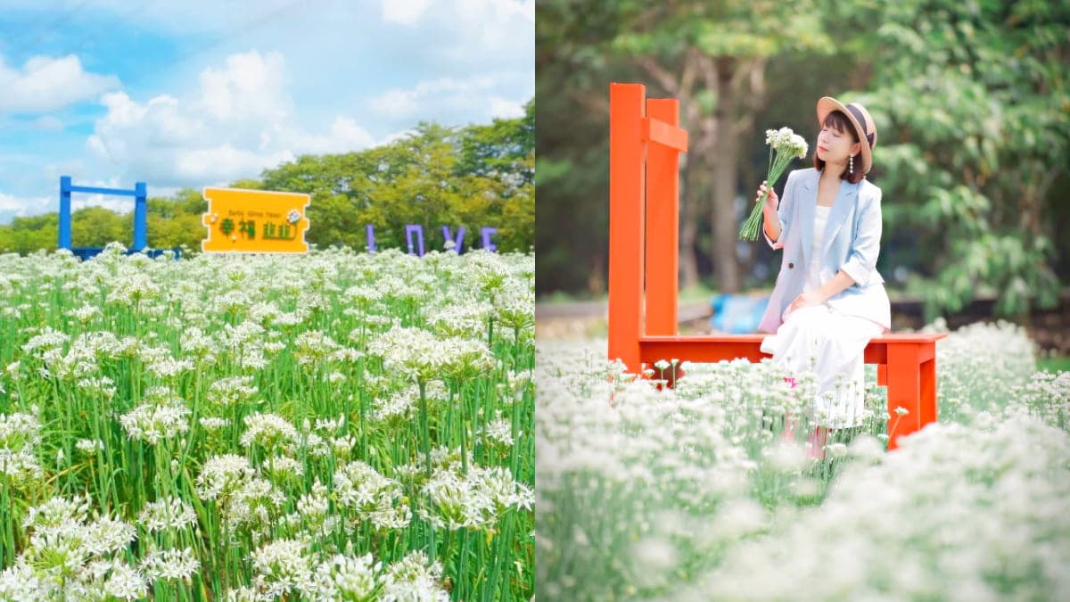 50元美照拍到飽!彰化破千坪「韭菜花田」仙氣爆棚,中秋、國慶連假快來賞花