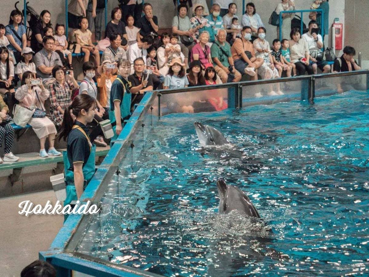 不用飛北歐!童話風「城堡水族館」在這,先搭摩天輪再看暴紅「大王具足蟲」 不用飛北歐!童話風「城堡水族館」在這,先搭摩天輪再看暴紅「大王具足蟲」