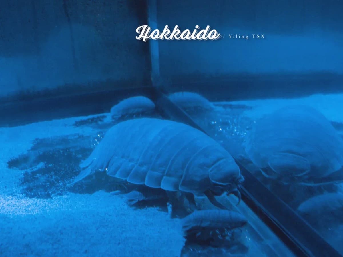 不用飛北歐!童話風「城堡水族館」在這,先搭摩天輪再看暴紅「大王具足蟲」 不用飛北歐!童話風「城堡水族館」在這,先搭摩天輪再看暴紅「大王具足蟲」
