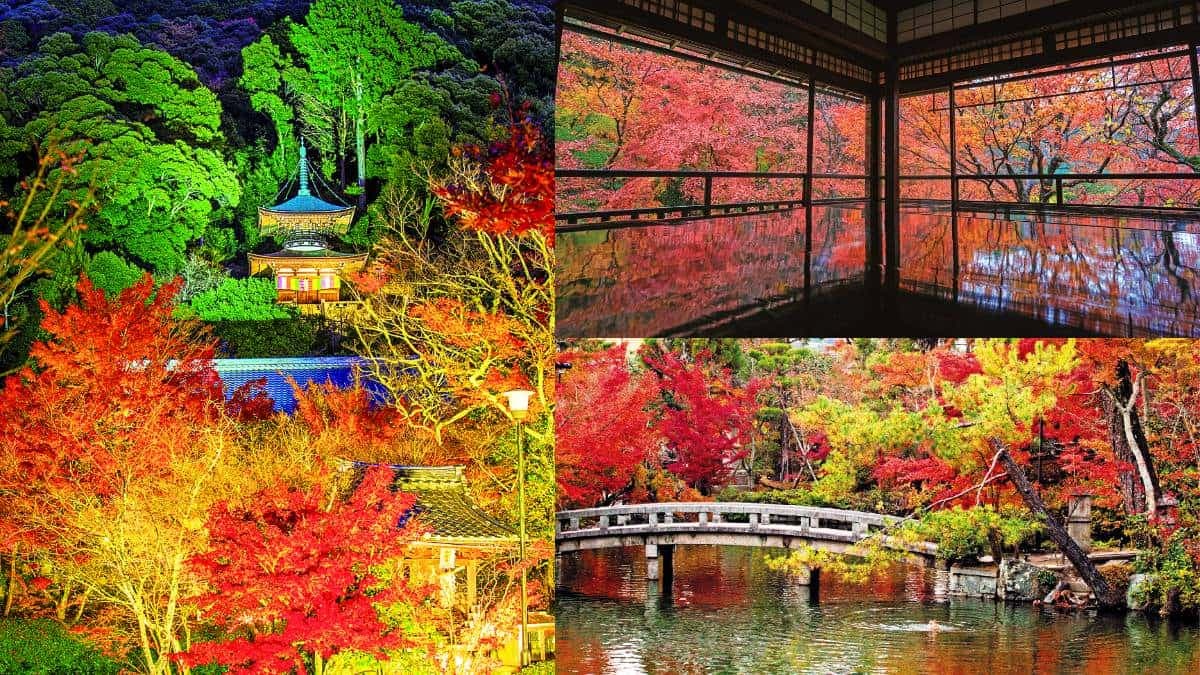 京都賞楓準備!最美路線5景點1次玩:每年限時開放、晚上還能賞夜楓