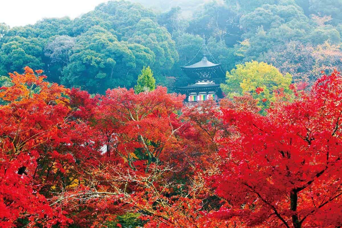 京都賞楓準備!最美路線5景點1次玩:每年限時開放、晚上還能賞夜楓 京都賞楓準備!最美路線5景點1次玩:每年限時開放、晚上還能賞夜楓