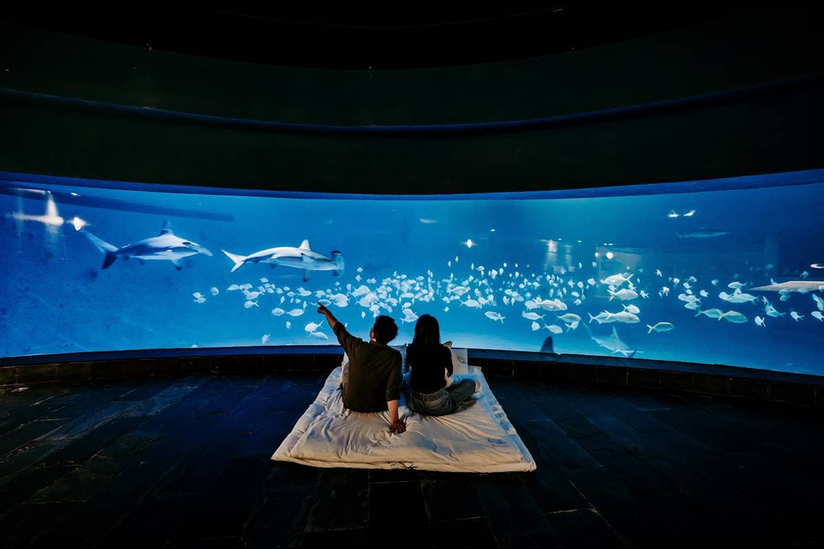 2024夜宿最美海生館「這天」開賣!「這類人」現省200元,搶住夢幻海底隧道 2024夜宿最美海生館「這天」開賣!「這類人」現省200元,搶住夢幻海底隧道
