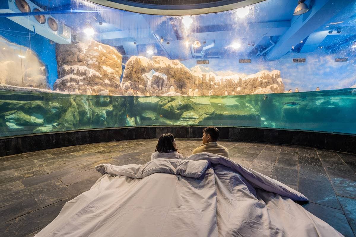 2024夜宿最美海生館「這天」開賣!「這類人」現省200元,搶住夢幻海底隧道 2024夜宿最美海生館「這天」開賣!「這類人」現省200元,搶住夢幻海底隧道