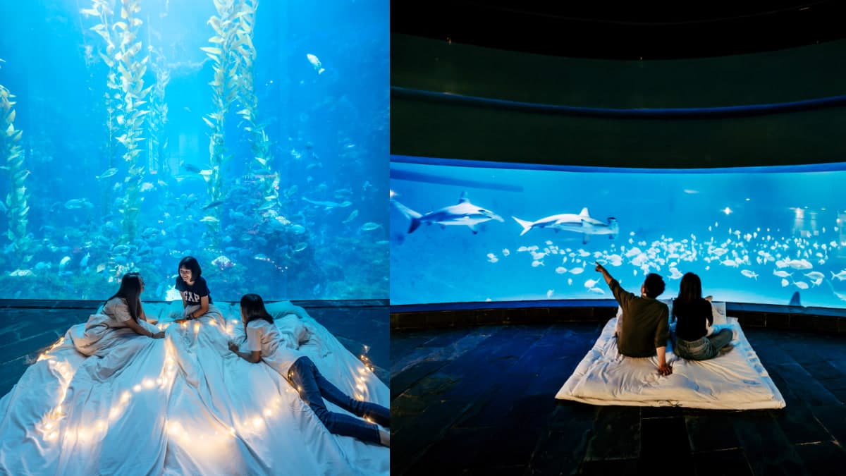 2024夜宿最美海生館「這天」開賣!「這類人」現省200元,搶住夢幻海底隧道