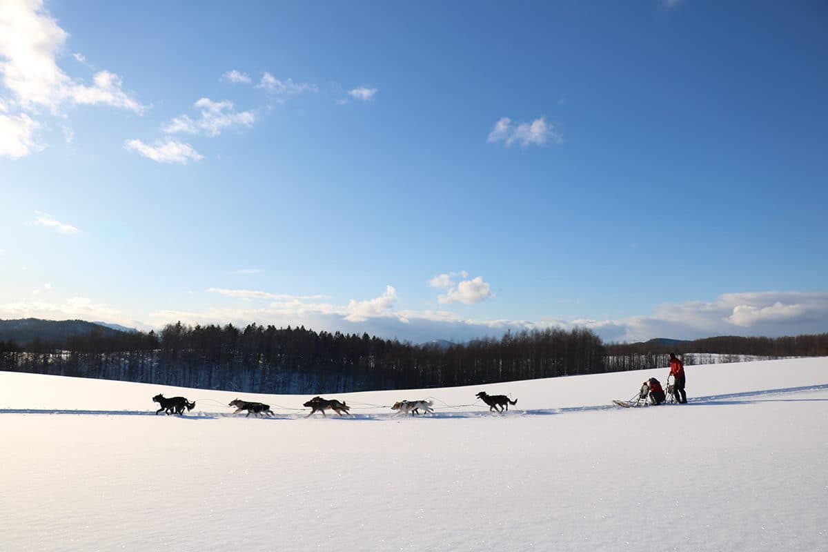 想玩不用飛北歐!北海道必試「自駕狗狗雪橇」,飆速「策狗狂奔」一次就上手 想玩不用飛北歐!北海道必試「自駕狗狗雪橇」,飆速「策狗狂奔」一次就上手