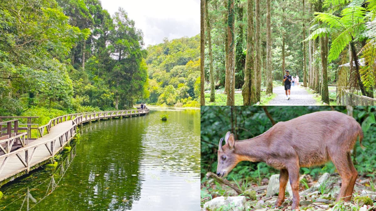 免門票「亞洲最大植物園」在這!搶拍絕美水生池、近距離賞山羌,想去先預約