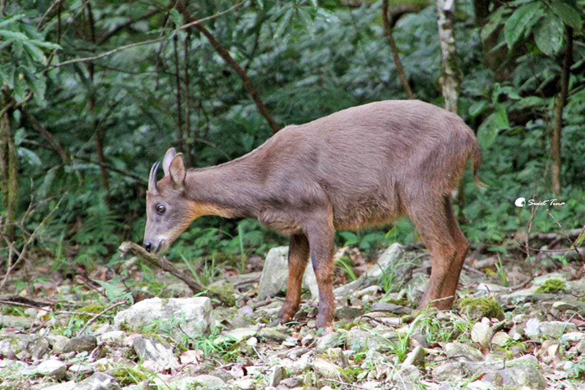 免門票「亞洲最大植物園」在這!搶拍絕美水生池、近距離賞山羌,想去先預約 宜蘭景點:福山植物園