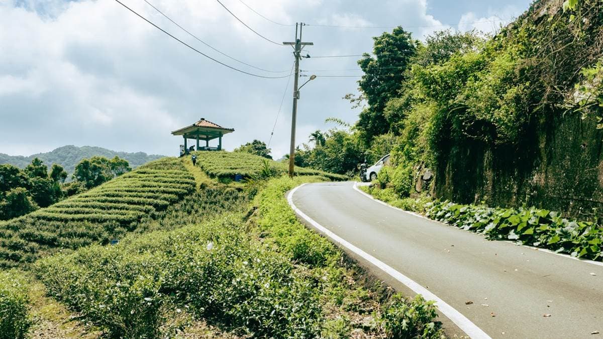 彭山涼亭茶園祕境