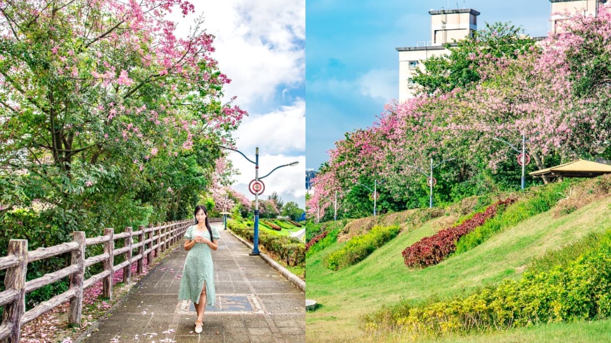 秋限定「賞櫻步道祕境」藏在這!上百株「美人樹」粉嫩大爆發,11月前免費拍