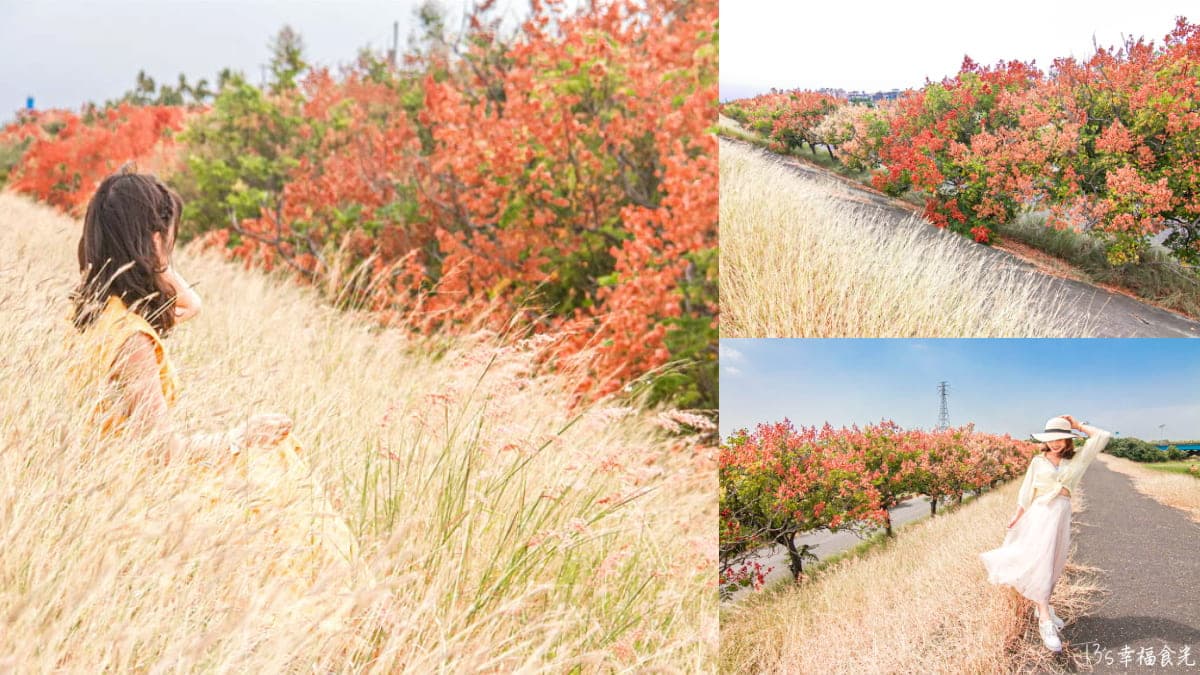 秋限定「火紅巨龍」步道在嘉義!6米長鮮紅欒樹+芒草美翻,10月底前快朝聖