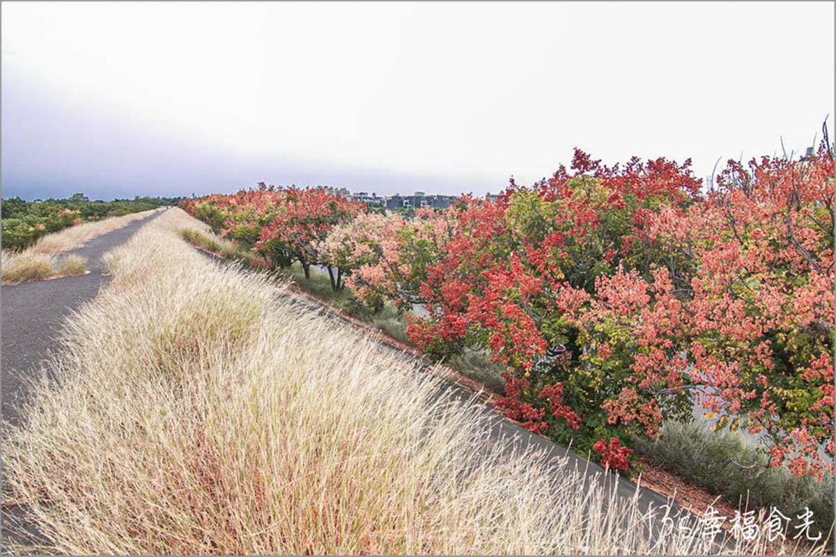 秋限定「火紅巨龍」步道在嘉義!6米長鮮紅欒樹+芒草美翻,10月底前快朝聖 秋限定「火紅巨龍」步道在嘉義!6米長鮮紅欒樹+芒草美翻,10月底前快朝聖