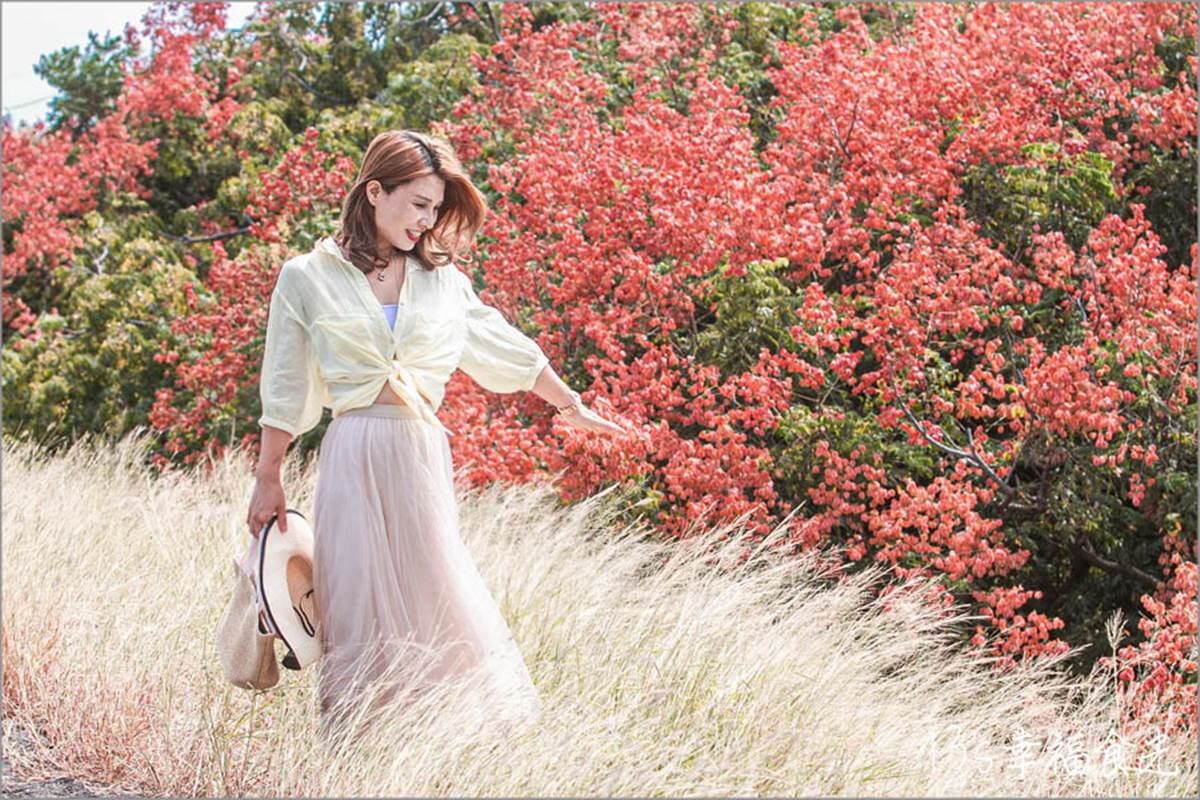 秋限定「火紅巨龍」步道在嘉義!6米長鮮紅欒樹+芒草美翻,10月底前快朝聖 秋限定「火紅巨龍」步道在嘉義!6米長鮮紅欒樹+芒草美翻,10月底前快朝聖
