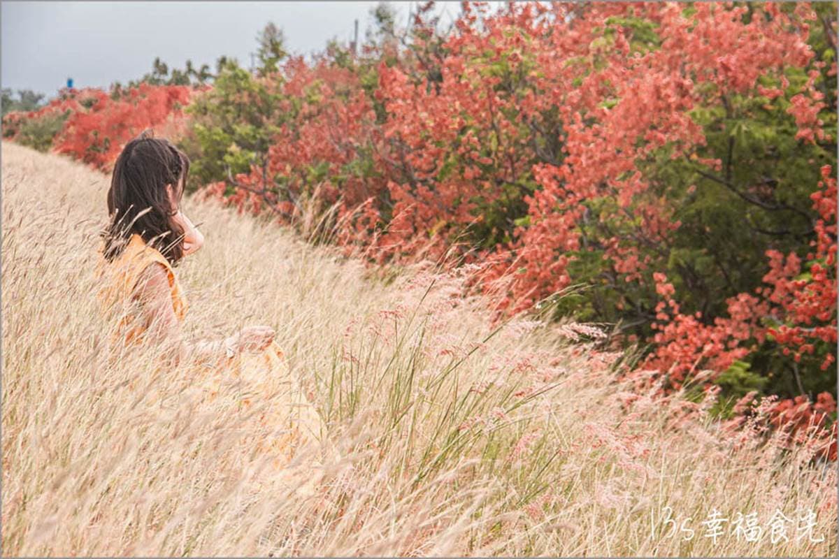 秋限定「火紅巨龍」步道在嘉義!6米長鮮紅欒樹+芒草美翻,10月底前快朝聖 秋限定「火紅巨龍」步道在嘉義!6米長鮮紅欒樹+芒草美翻,10月底前快朝聖