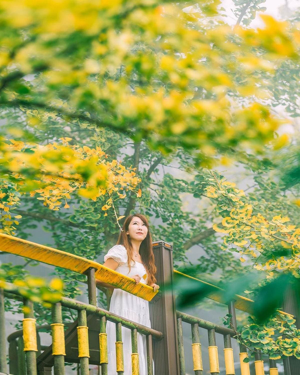 南投最美「銀杏森林」!破20萬坪堪稱「東南亞最大」,搭夕陽雲海如人間仙境 南投最美「銀杏森林」!破20萬坪堪稱「東南亞最大」,搭夕陽雲海如人間仙境