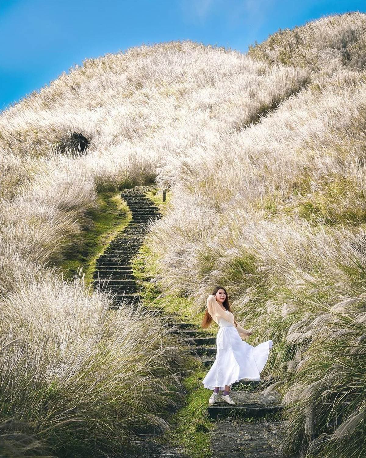 錯過等明年!秋限定雙北4處「芒草步道」:陽明山S型雪白祕境、台版小長城 錯過等明年!秋限定雙北4處「芒草步道」:陽明山S型雪白祕境、台版小長城