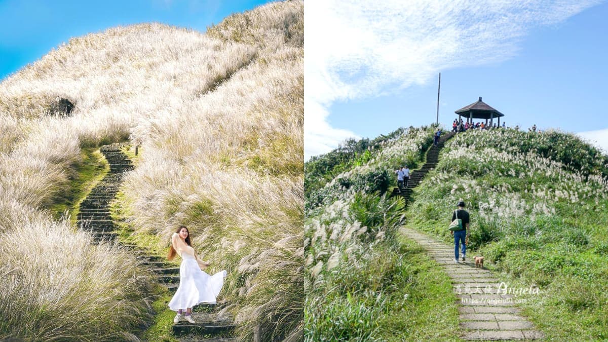 錯過等明年!秋限定雙北4處「芒草步道」:陽明山S型雪白祕境、台版小長城
