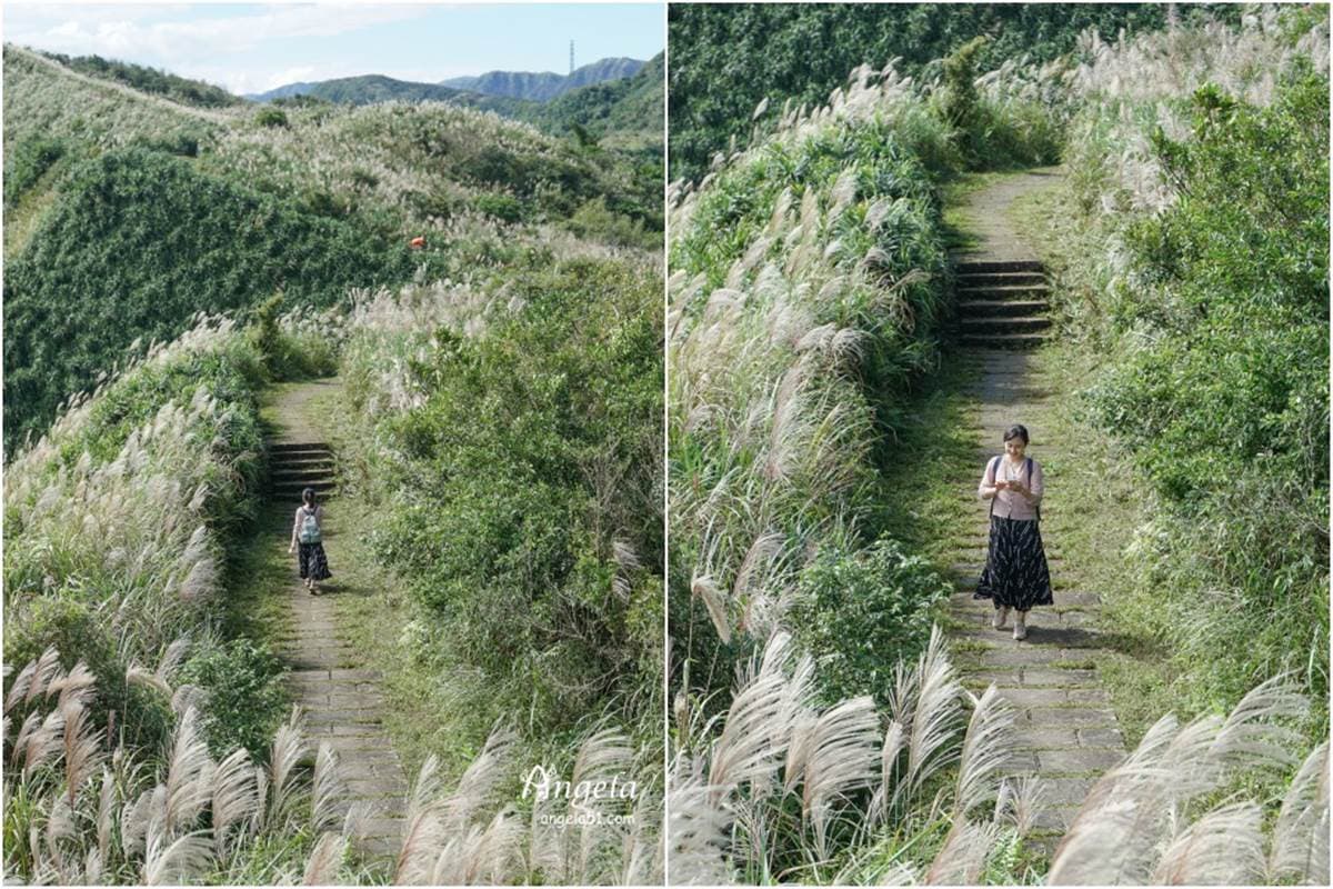 錯過等明年!秋限定雙北4處「芒草步道」:陽明山S型雪白祕境、台版小長城 錯過等明年!秋限定雙北4處「芒草步道」:陽明山S型雪白祕境、台版小長城