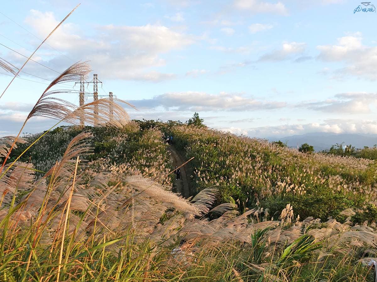錯過等明年!秋限定雙北4處「芒草步道」:陽明山S型雪白祕境、台版小長城 錯過等明年!秋限定雙北4處「芒草步道」:陽明山S型雪白祕境、台版小長城
