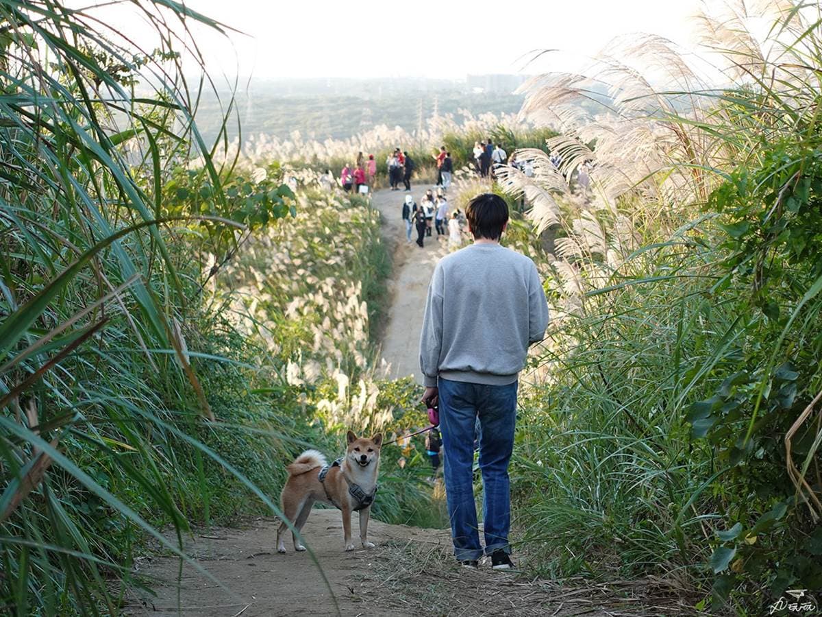 錯過等明年!秋限定雙北4處「芒草步道」:陽明山S型雪白祕境、台版小長城 錯過等明年!秋限定雙北4處「芒草步道」:陽明山S型雪白祕境、台版小長城