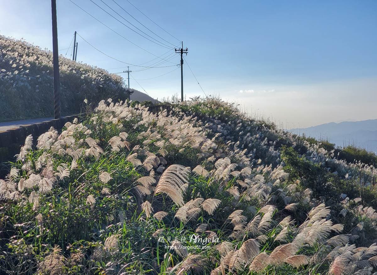 錯過等明年!秋限定雙北4處「芒草步道」:陽明山S型雪白祕境、台版小長城 錯過等明年!秋限定雙北4處「芒草步道」:陽明山S型雪白祕境、台版小長城