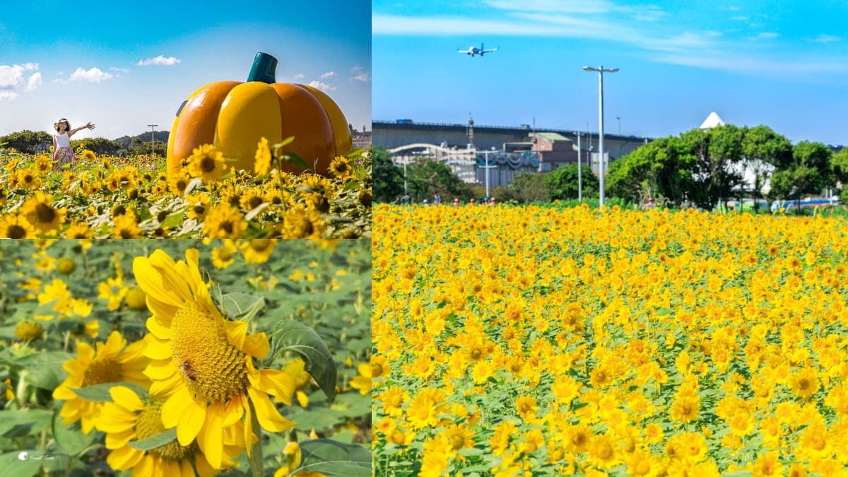 「5萬盆向日葵」現正滿開中!金黃色花海+巨型南瓜超好拍,11月底前快朝聖