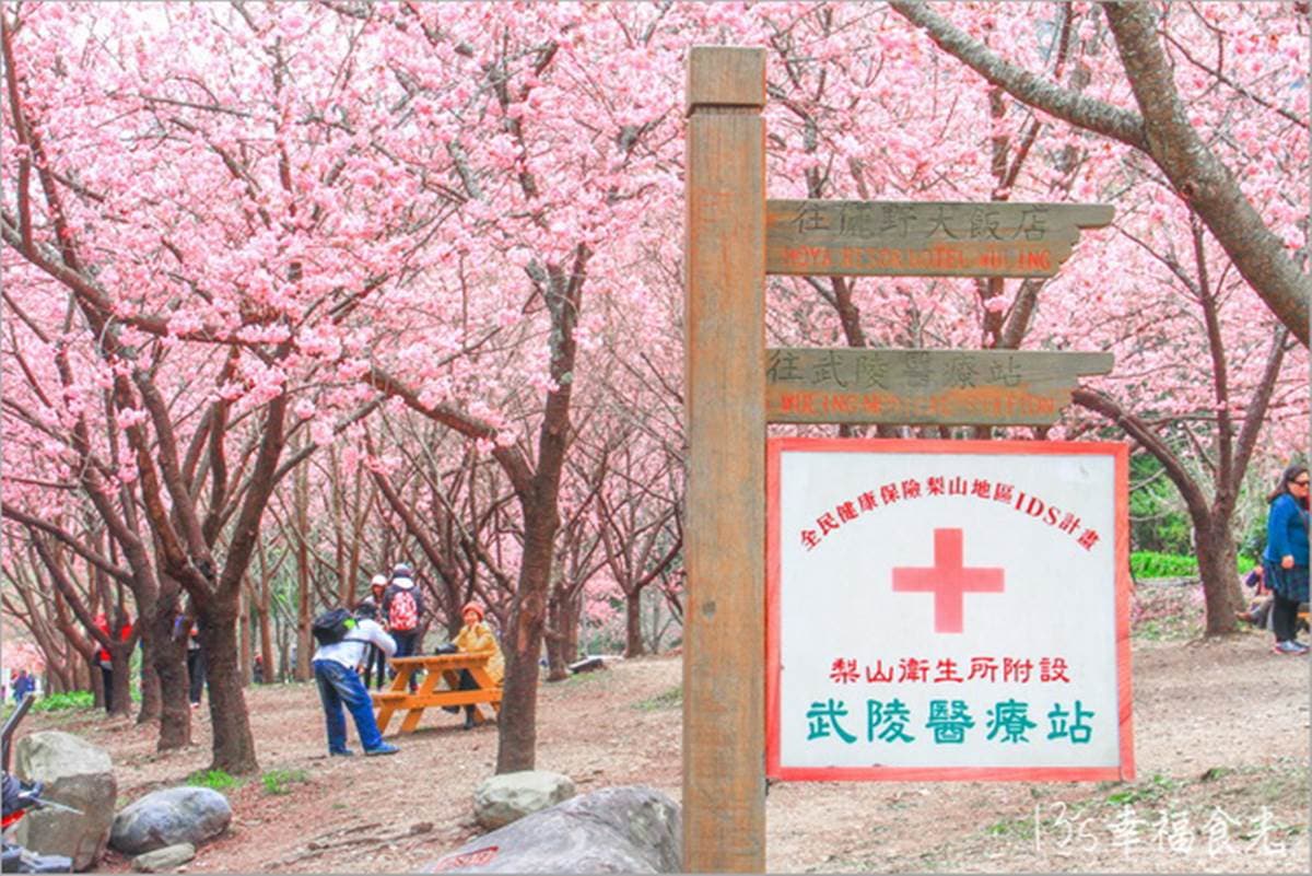 2024武陵農場櫻花季時間曝!國民賓館、露營區訂房準時搶訂,推薦3賞櫻景點 2024武陵農場櫻花季時間曝!國民賓館、露營區訂房準時搶訂,推薦3賞櫻景點