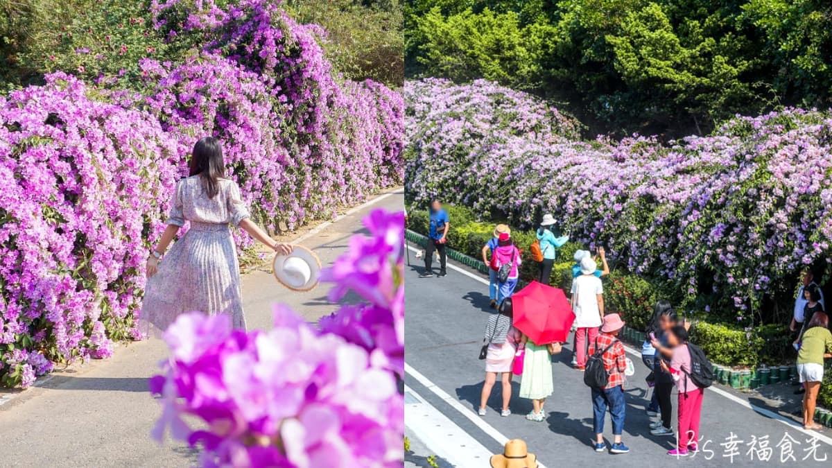紫爆啦!北部2處「蒜香藤祕境」錯過等明年,200米長夢幻花廊快來拍爆