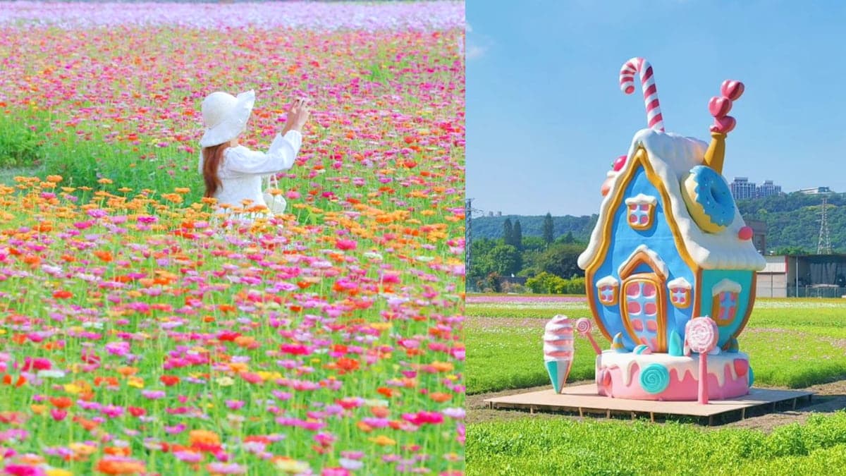桃園有Hello Kitty花田!破6萬坪「童話漸層花海」搶先看,限時9天免費拍爆