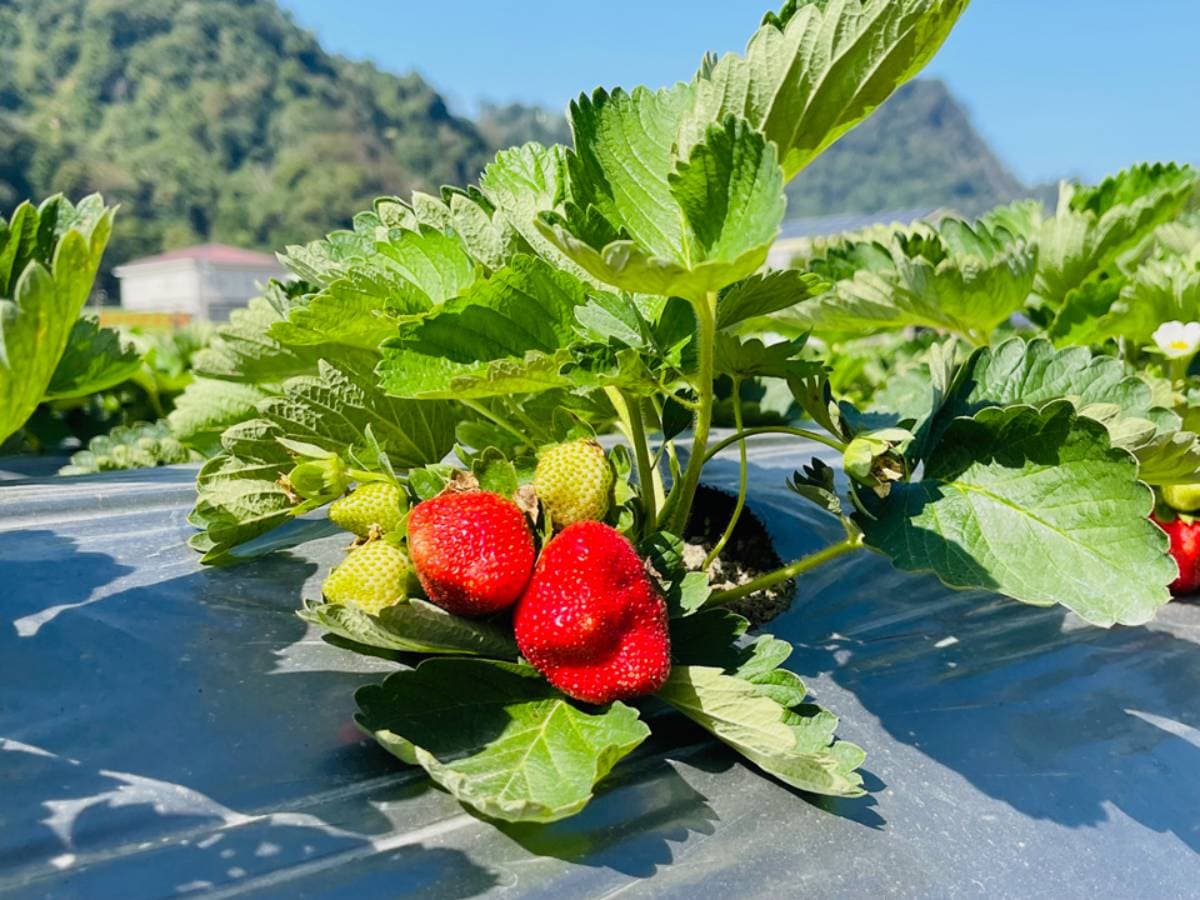 免費入園任你採!苗栗大湖5家好評草莓園:稀有白草莓、自採價格、品種介紹 免費入園任你採!苗栗大湖5家好評草莓園:稀有白草莓、自採價格、品種介紹