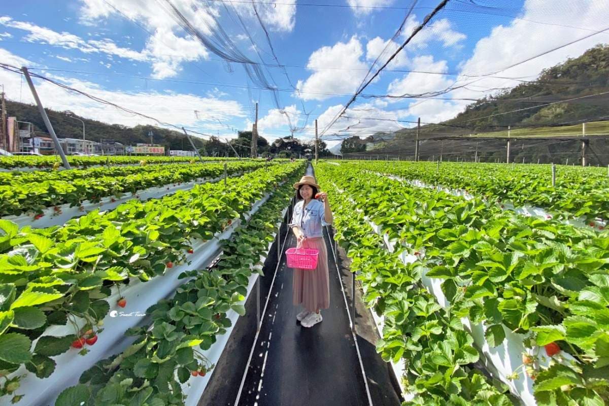 苗栗景點推薦Top40:新開幕文創園區、採草莓,苗栗一日遊玩法 苗栗景點:六合高架牛奶草莓農場