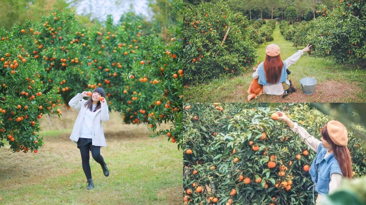 100元橘子吃到飽!洗版IG「台版濟州島」採橘祕境開放,入園、收費方式一次看