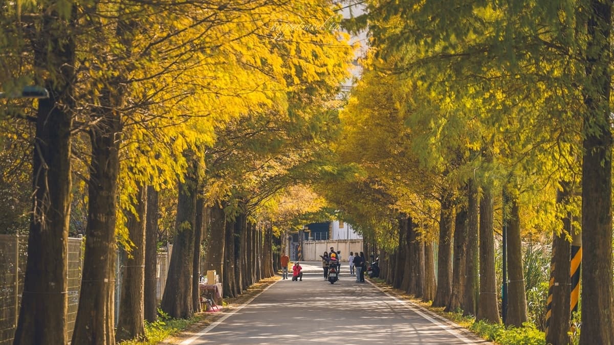 落羽松大道 img