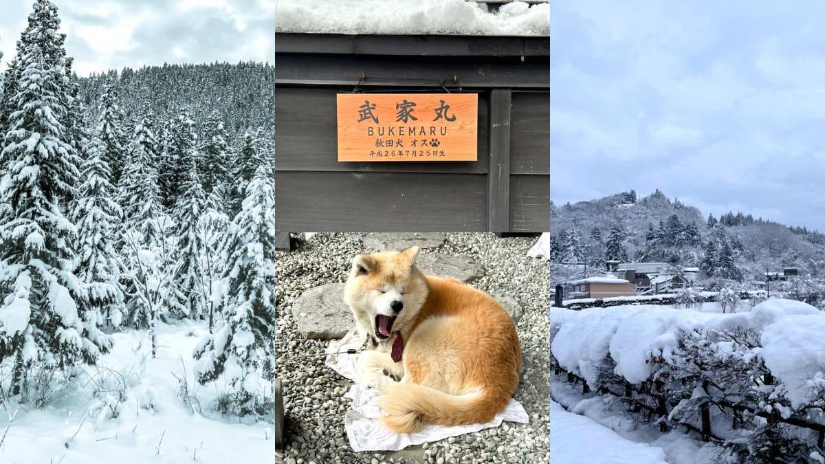 冬季必遊「東北小京都」!衝秋田賞夢幻雪景、武士故居,還有超萌秋田犬迎客