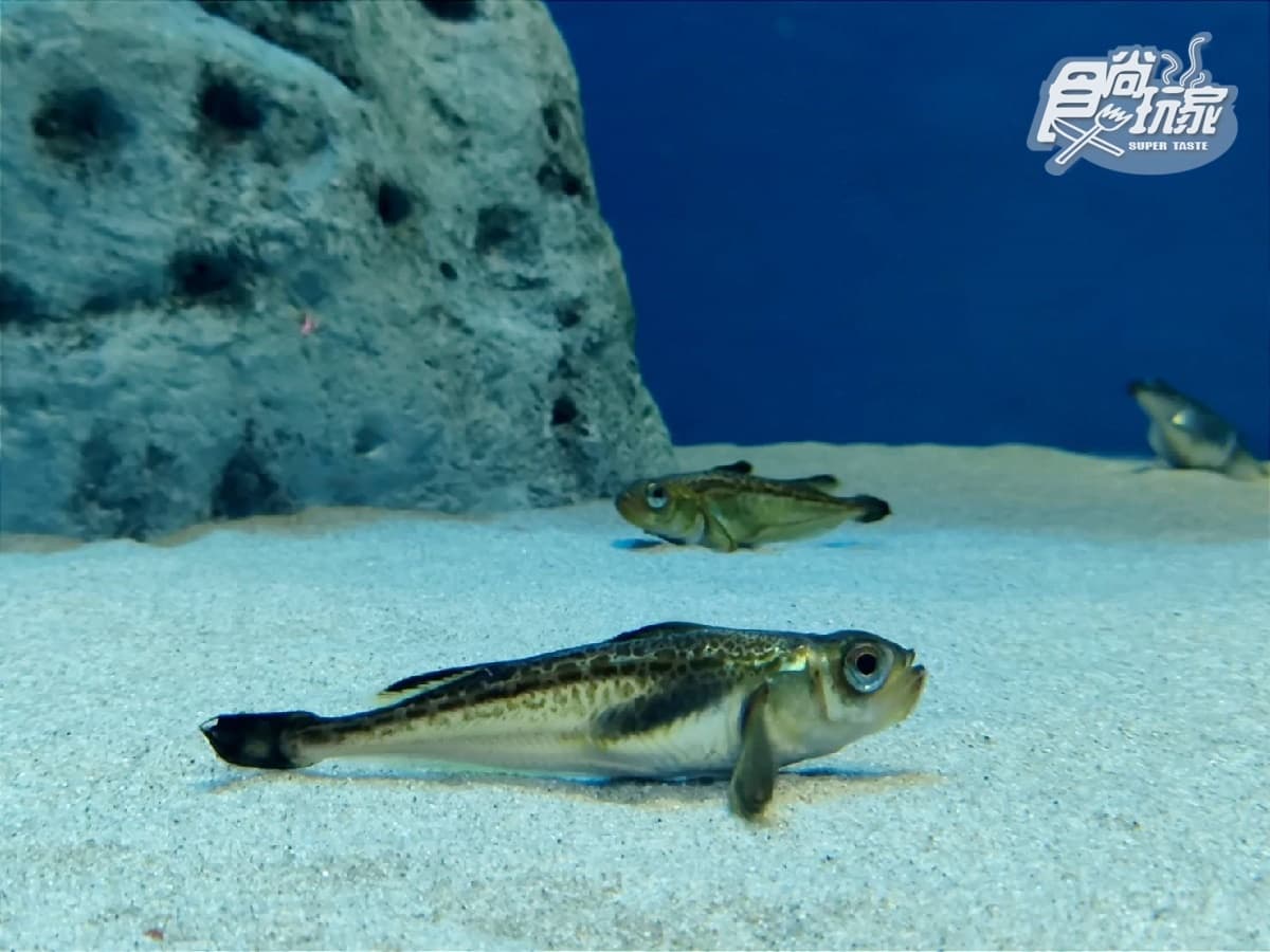 到鬼怪故鄉5體驗!日本秋田「男鹿半島」體驗生剝鬼嚇人、泡千年名湯(中獎公布) 到鬼怪故鄉5體驗!日本秋田「男鹿半島」體驗生剝鬼嚇人、泡千年名湯(中獎公布)