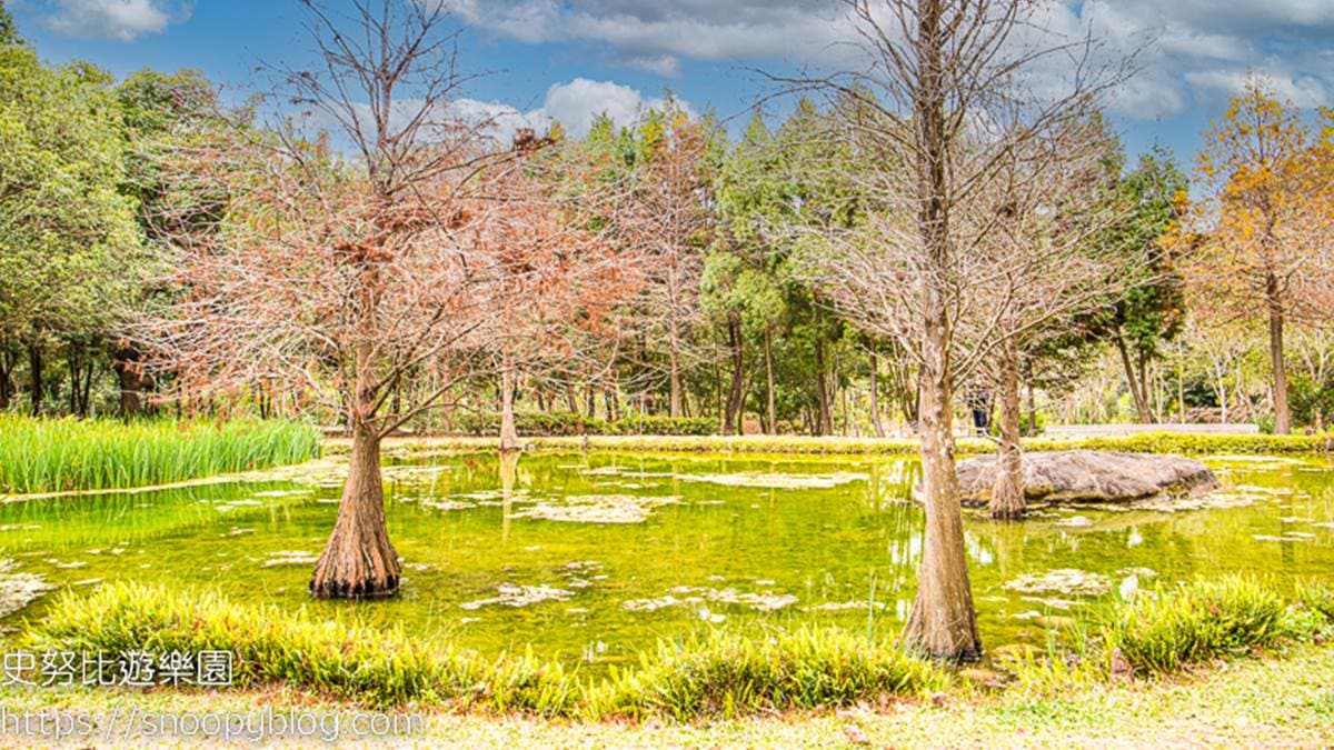 太平苗圃落羽松 img