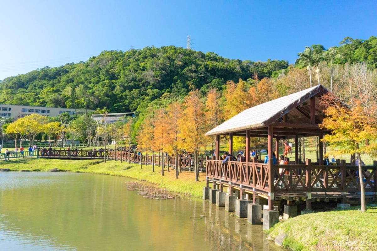 即時美景報你知!全台最美漸層落羽松TOP10:4萬坪莊園祕境、夢幻湖泊倒影 即時美景報你知!全台最美漸層落羽松TOP10:4萬坪莊園祕境、夢幻湖泊倒影