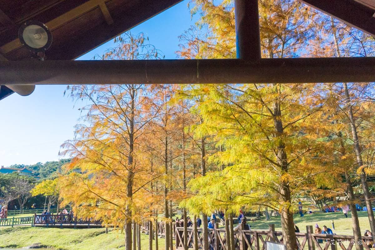 即時美景報你知!全台最美漸層落羽松TOP10:4萬坪莊園祕境、夢幻湖泊倒影 即時美景報你知!全台最美漸層落羽松TOP10:4萬坪莊園祕境、夢幻湖泊倒影